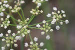 Water cowbane